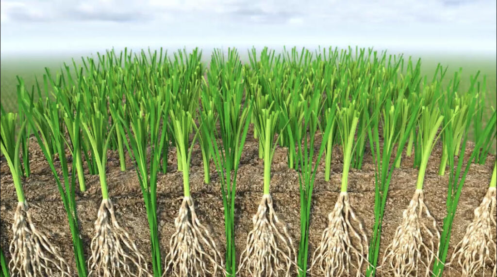 عشب هجين - صور الملعب - صورة 1